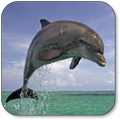 Dolphin Wallpapers