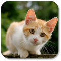 子猫の壁紙