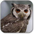 Owl Wallpaper icon