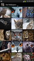 Owl Wallpaper poster