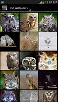 Owl Wallpaper screenshot 2