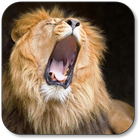 Lion Wallpaper ikona