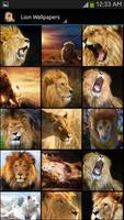 Lion Wallpaper plakat