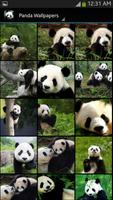 fonds d ecran panda Affiche