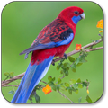 Parrot Wallpaper