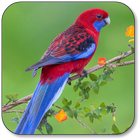 Parrot Wallpaper ikon