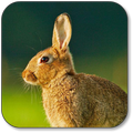 Rabbit Wallpaper