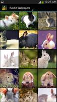 Rabbit Wallpaper poster