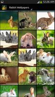 Rabbit Wallpaper screenshot 1