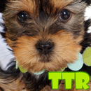 yorkshire terrier pies lwp aplikacja