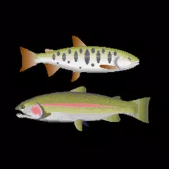 Trout lure fishing