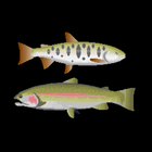 Trout lure fishing 图标