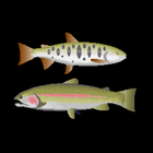 Trout lure fishing icon