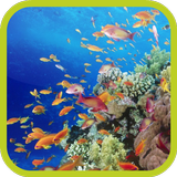 Yellow Fishes Video Wallpaper أيقونة