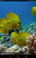 1 Schermata Yellow Fishes Video Wallpaper