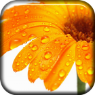 Yellow Flowers Live Wallpaper icon