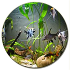 Aquarium design complete আইকন