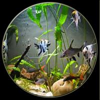 Aquarium design complete স্ক্রিনশট 1