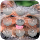 Yorkshire Terrier keypad  lock screen HD wallpaper آئیکن