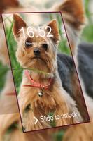 Yorkshire Terrier keypad  lock screen HD wallpaper Cartaz