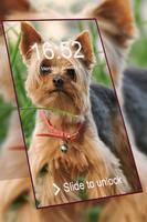 Yorkshire Terrier keypad  lock screen HD wallpaper Affiche