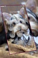 Yorkshire Terrier keypad  lock screen HD wallpaper imagem de tela 1