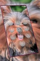 Yorkshire Terrier keypad  lock screen HD wallpaper captura de pantalla 2