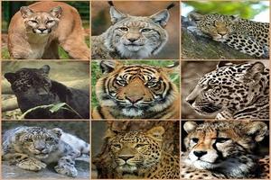 Zoo Jigsaw Puzzles Games পোস্টার