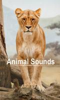 Sons d'animaux Affiche