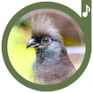 Bird Sounds Ringtones