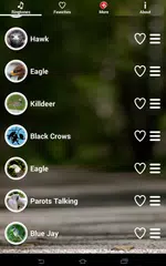 Bird Sounds Ringtones APK download
