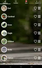 Bird Sounds Ringtones APK download