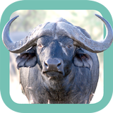 Sasol Wildlife for Beginners آئیکن