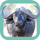 Sasol Wildlife for Beginners APK