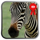 Zebra Chewing Live Wallpaper icône