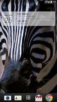 Zebra Chewing Live Wallpaper Affiche