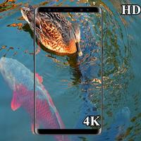 3D koi fish HD wallpaper 4k Affiche
