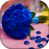 Blue Roses Wallpapers 아이콘