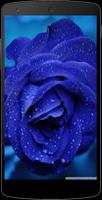 Blue Roses Wallpapers ポスター