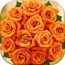 Orange Roses Wallpapers APK