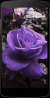 Purple Roses Wallpapers Plakat