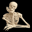Human Anatomy!