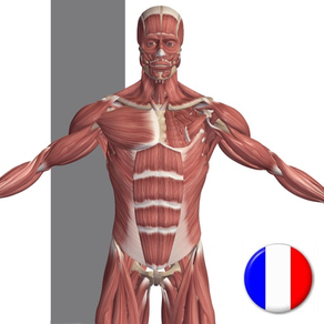 Anatomie Visuel