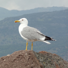 EuropaBirds - the names of 842 species in 6 languages