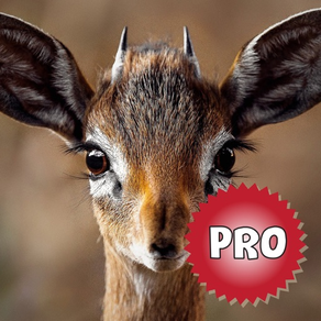 Deer Hunting Calls: Sound Pro