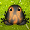 Pocket Frogs: Tiny Pond Keeper