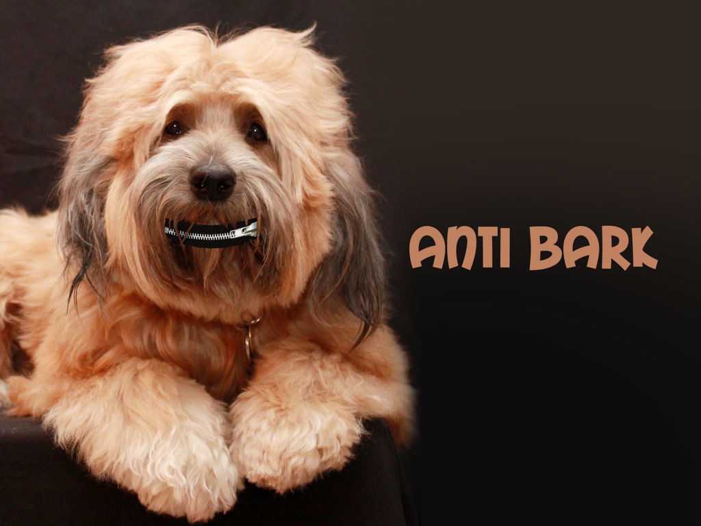 Anti Bark- Dog and Puppy Master poster