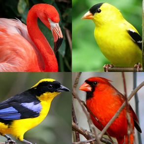 Aves del mundo - La prueba de los pájaros famosos