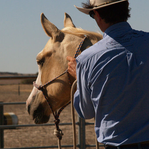 Silversand Horsemanship - Equestrian Groundwork and Horse Back Riding from Australia