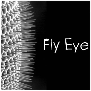 Fly Eye